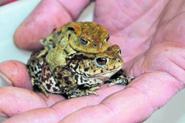 Für die Wanderung der liebestollen Kröten werden mancherorts Straßen untertunnelt | Foto: bim