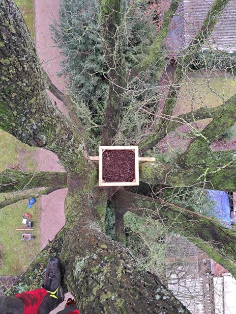 Uhu-Plattform auf dem Waldfriedhof | Foto: Hansestadt Buxtehude
