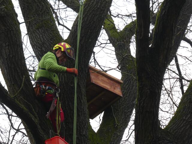 Uhu-Plattform auf dem Waldfriedhof | Foto: Hansestadt Buxtehude