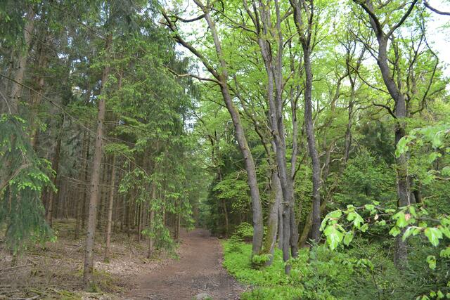 Der urige Wald in Wörme | Foto: bim