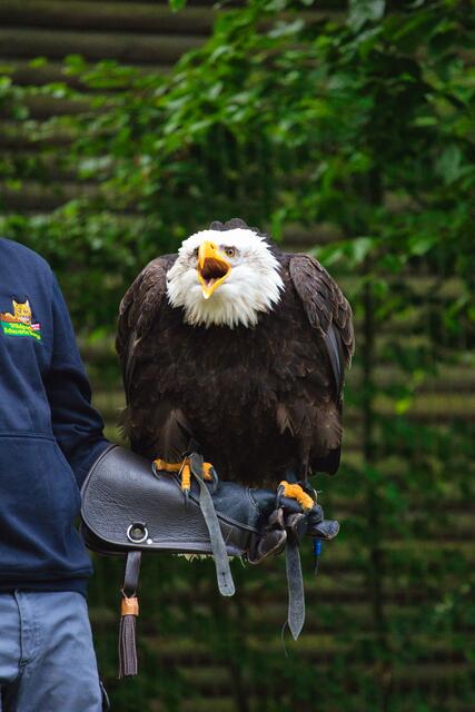 Weißkopfseeadler Molly genehmigte sich einen besonders langen Kurzurlaub nördlich der Elbe | Foto: Wildpark Schwarze Berge, M. Peper
