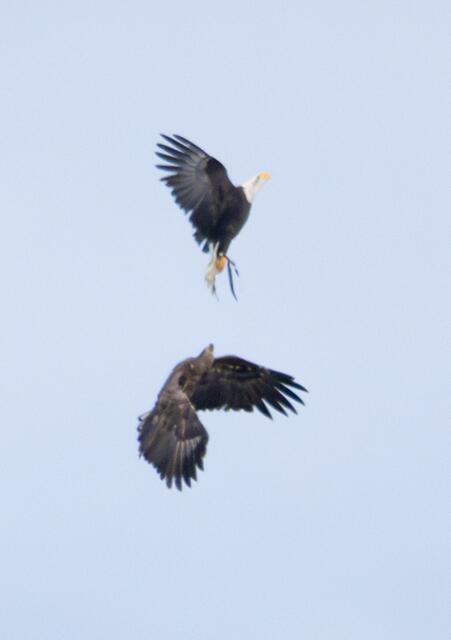 Weißkopfadler Molly (oben) wurde wahrscheinlich von dem europäischen Seeadler verscheucht | Foto: Wildpark Schwarze Berge