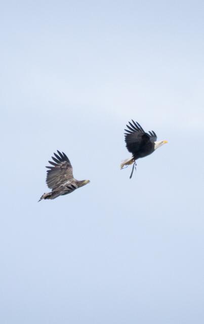 Weißkopfadler Molly (re.) wurde wahrscheinlich von dem europäischen Seeadler verscheucht | Foto: Wildpark Schwarze Berge