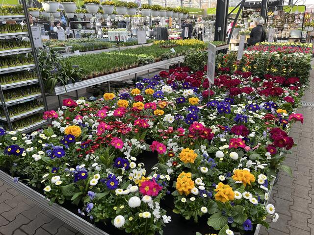 Gemeinsam mit "Grün erleben" stellt Matthies sich noch besser im Bereich Innen- und Außenpflanzen auf | Foto: sra