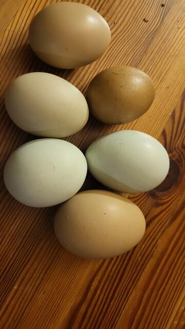 Die Hühner legen farbige Eier