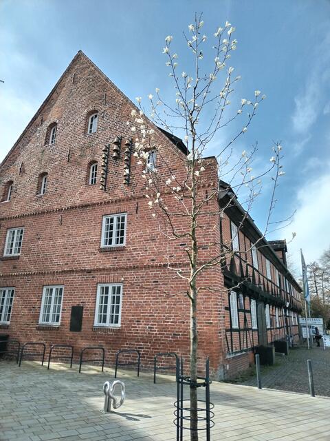  Magnolien Blüte die Zweite. | Foto: Rüdiger Störtebecker