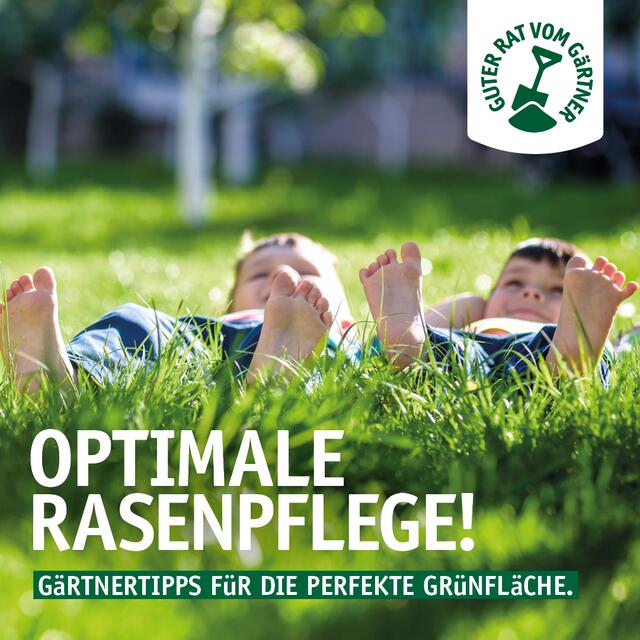 Experten geben in Rasenworkshops wichtige Informationen | Foto: Gartencenter Matthies