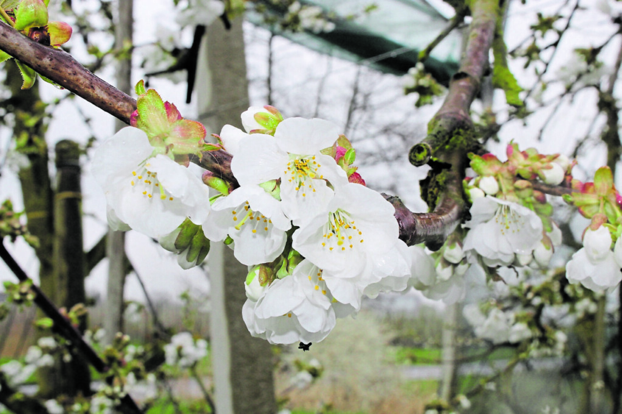 Kirschblüte im Alten Land früher als erwartet - Jork