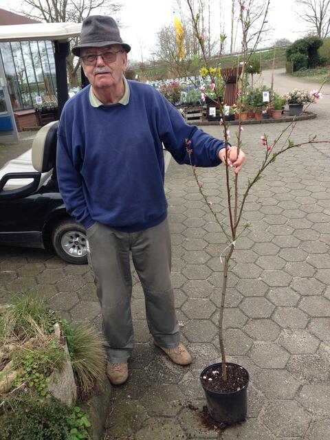 Helmut Härlen spendete den selbst gezogenen Prunus#+persica dem Mühlenverein | Foto: Roland Walter