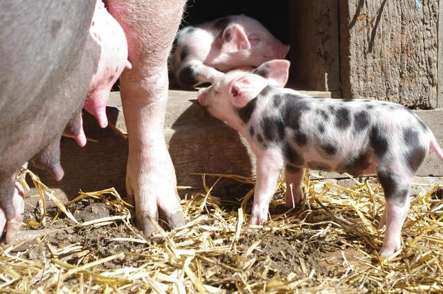 Bunte Bentheimer Ferkel | Foto: FLMK