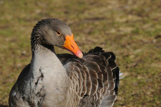 Pommersche Gans am Kiekeberg | Foto: FLMK