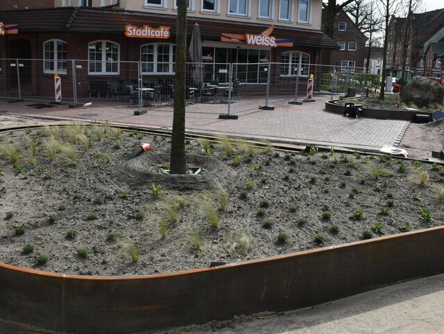 Jetzt fehlt nur noch das Blühen ... | Foto: Axel-Holger Haase