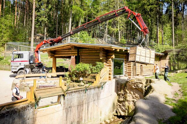 Millimeterarbeit: Mit einem Kran wird eine Transportkiste 
mit wertvollem Bären-Inhalt auf das Außengehege gehievt | Foto:  Wildpark Lüneburger Heide / Thomas Ix