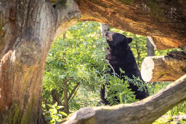 Bärin Timber beschnuppert behutsam einen Holunderbusch | Foto:  Wildpark Lüneburger Heide / Thomas Ix