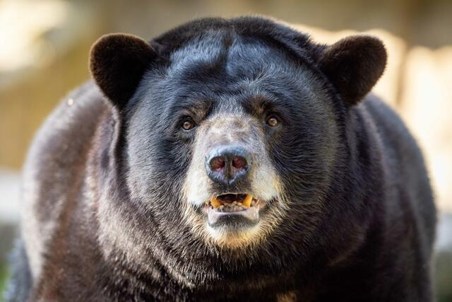 Männliche amerikanische Schwarzbären wiegen im Schnitt 
120 Kilogramm | Foto:  Wildpark Lüneburger Heide / Thomas Ix