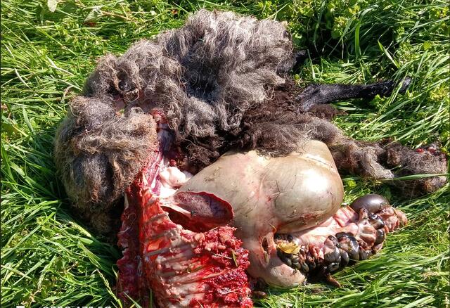Deutliche Fraßspuren finden sich am zweiten getöteten Schaf | Foto: KDA