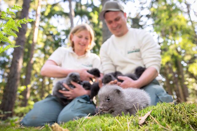 Ausgebüxt: Das kleine Polarfuchs-Baby hatte keine Lust zum
Gruppenfoto auf den Armen von Tierpflegerin Kim und Tierpfleger Dennis | Foto: Wildpark/Thomas Ix