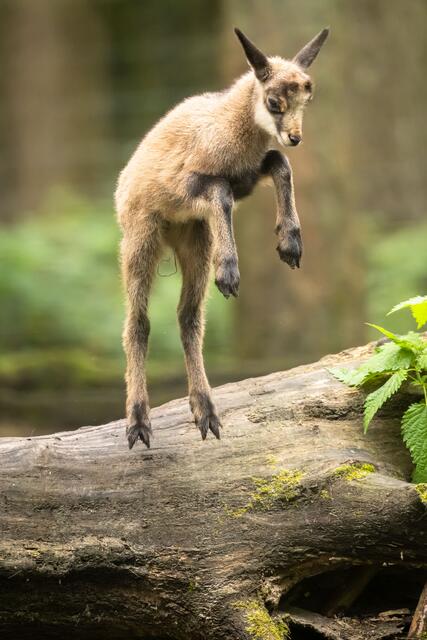 Klein aber oho! Das Gams-Kitz wagt schon übermütige
Sprünge über Baumstämme und Wurzeln | Foto: Wildpark/Thomas Ix