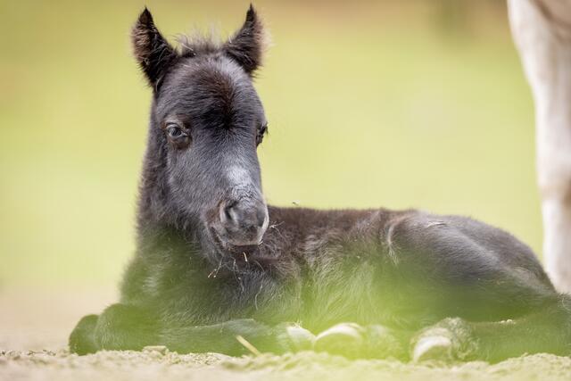 Das kleine schwarze Pony-Hengstfohlen ist am Pfingstsonntag zur Welt gekommen und so kurz nach der Geburt noch
etwas schläfrig | Foto: Wildpark/Thomas Ix