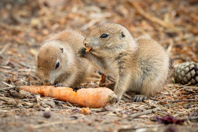 Bei den putzigen Präriehunden wird die Nahrung brüderlich
und schwesterlich geteilt | Foto: Wildpark/Thomas Ix