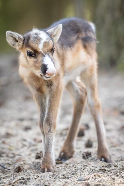 Rentier-Kalb „Rosina“ ist mit ihrer auffälligen Blässe eine
wahre Schönheit | Foto: Wildpark/Thomas Ix