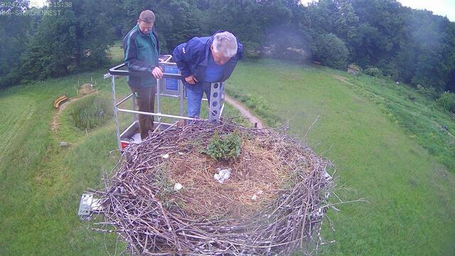 Zwei der ursprünglich vier Küken lebten noch, als Hamburgs Storchenvater Jürgen Pelch (re.) und Kim Koppermann mit dem Hubwagen ans Nest gelangten | Foto: Weede