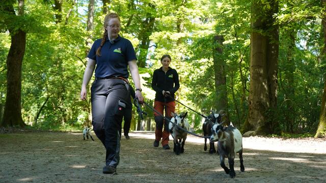 Tierische Erlebnisse mit den Bullerbüh Ziegen beim NEZ-Angebot Ziege to go | Foto: Wildpark Schwarze Berge