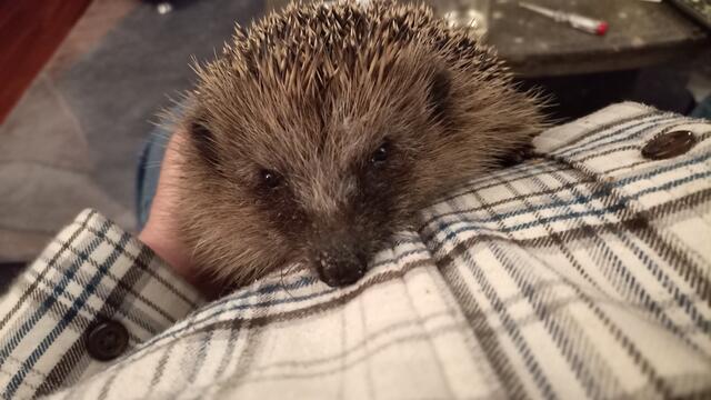 Die Igel fühlen sich offensichtlich wohl bei den Bullenhausenern | Foto: Uehre