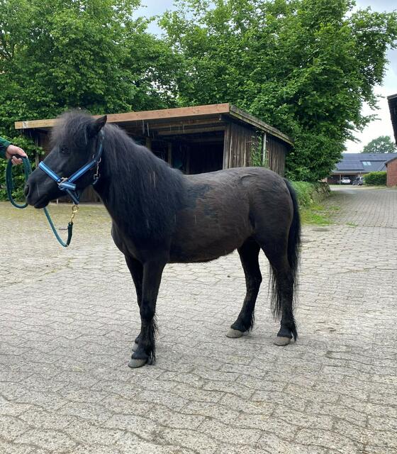 Das Shetlandpony befindet sich derzeit in tierärztlicher Behandlung | Foto: Landkreis Stade