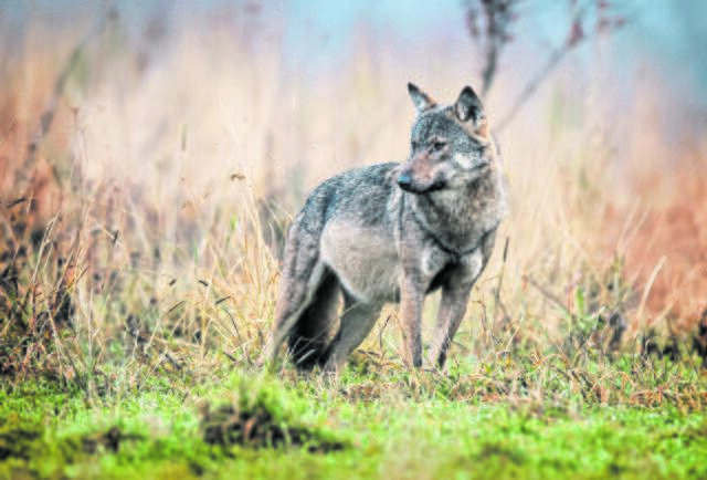 Für den Altländer Wolf wurde ein vorläufiger Abschuss-Stopp verhängt | Foto: Adobe Stock / Piotr Krzeslak