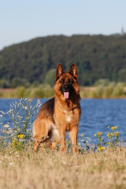 Auf Zuchtschauen gut bewertet, von Tierschützern kritisiert: Deutscher Schäferhund mit abfallender Rückenlinie | Foto: Andrea Pavel