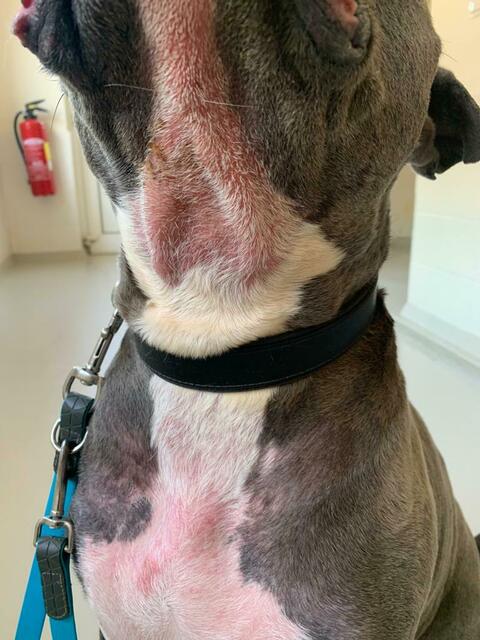 Schlimme Allergien bei American Stafforshire Terrier "Toby" - man nimmt an, dass das mit der gezüchteten farbe "Blue" zusammenhängen könnte. | Foto: Tierheim Buchholz