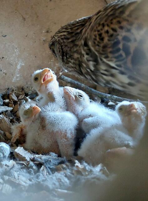 Die Falkenmutter füttert die flauschigen Küken  | Foto: Ulrike Nieschlag