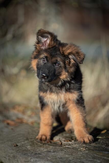 Wer kann diesen Kulleraugen wiederstehen? Ein Deutscher-Schäferhund-Welpe | Foto: Andrea Pavel