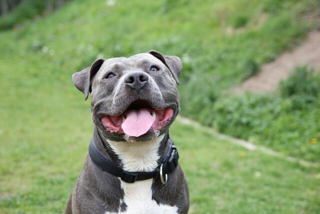 Damit die Allergie nicht wieder schlimme Hautprobleme verursacht, muss Toby Medikamente nehmen | Foto: Tierheim Buchholz