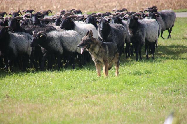 Eigentlich ein Arbeitshund: Der Deutsche Schäferhund ist glücklich, wenn er eine Aufgabe hat - hier beim Schafehüten | Foto: Andrea Pavel