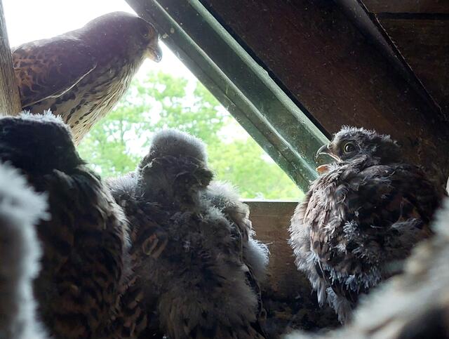 Bald fliegen die kleinen Falken endgültig aus | Foto: Ulrike Nieschlag