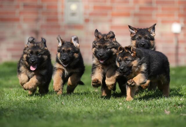 Fröhliche Welpen: Verhindert das neue Tierschutzgesetz die Rassehundzucht, zum Beispiel des Deutschen Schäferhundes? | Foto: Andrea Pavel