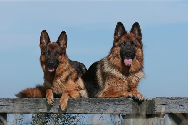 Gehört noch immer zu den beliebtesten Hunderassen in Deutschland: der Deutsche Schäferhund | Foto: Andrea Pavel