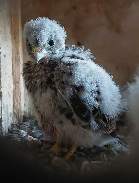 Nach zwölf Tagen war der kleine Phönix überm Berg