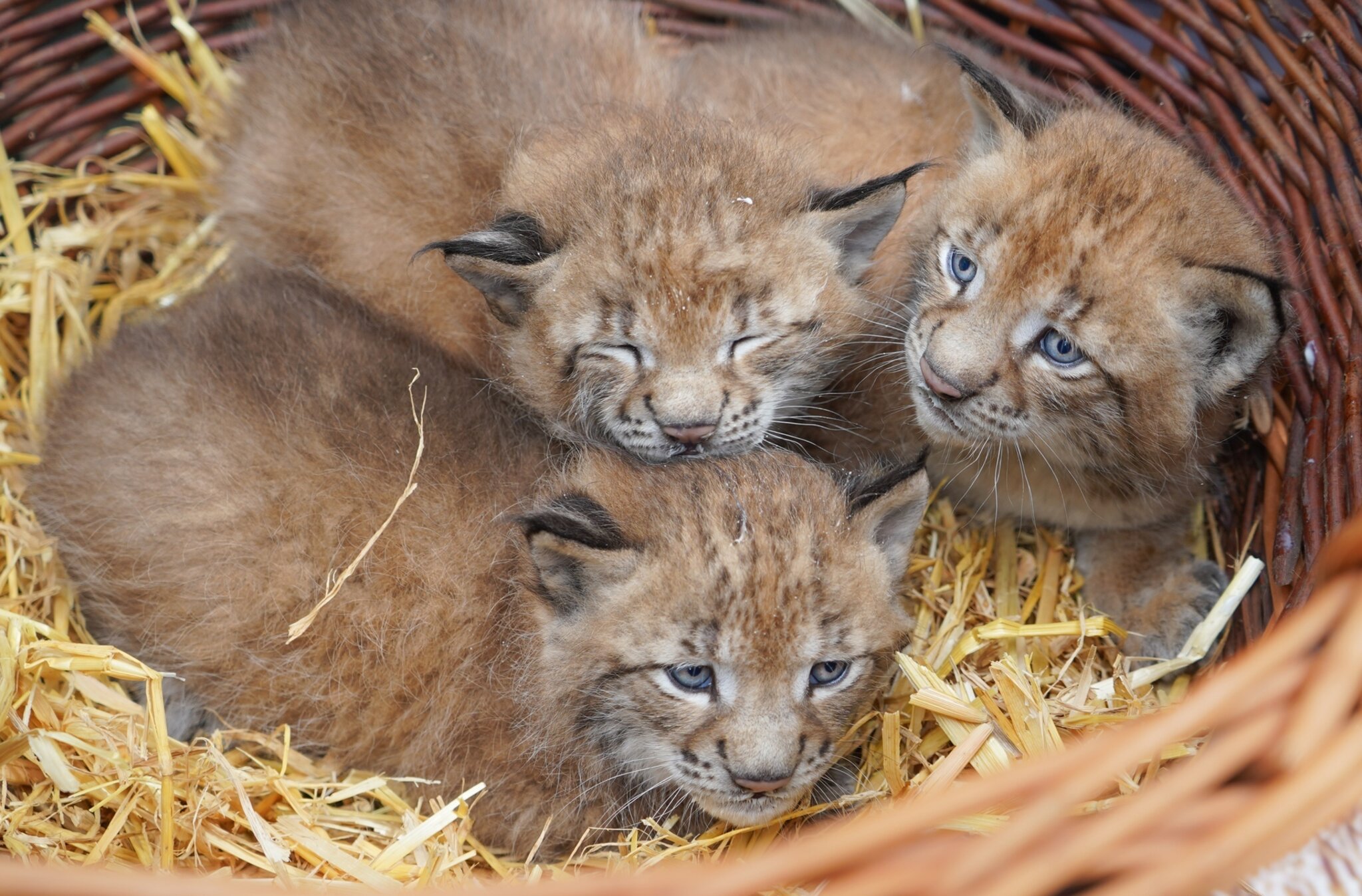 Nachwuchs im Wildpark Schwarze Berge LuchsDrillinge begeistern
