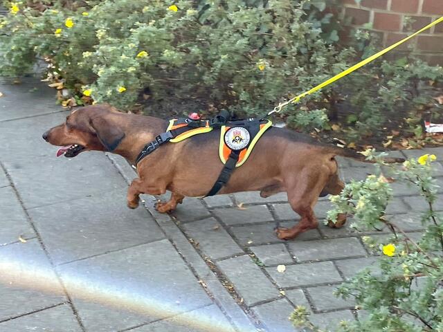 Hund mit Job: Dackel Earl ist Mantrailer in der BRH-Rettungshundestaffel Hamburg und Harburg und mit Ausdauer bei der Sache | Foto: Bergmann