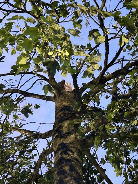 Durch die Wucht des Aufpralls brach die Baumkrone ab | Foto: FF Harsefeld