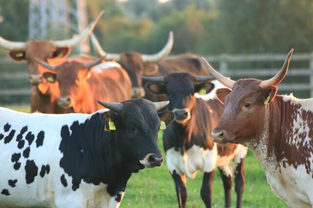 Die Besucher können die Rinder anschauen | Foto: Landhof