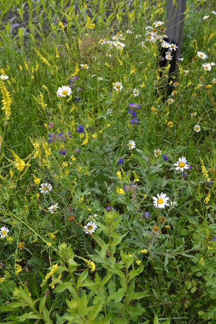 Die bunten Blüten werden auch an kühleren Tagen von den Insekten angeflogen | Foto: bim