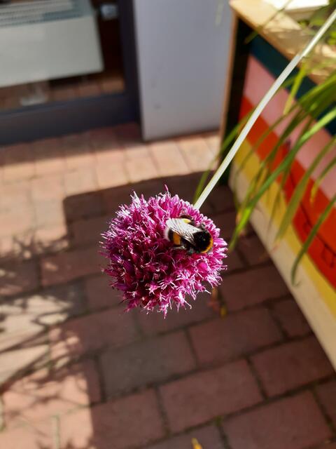 Die Insekten haben die Pflanzen im Paulusgarten gleich in Beschlag genommen