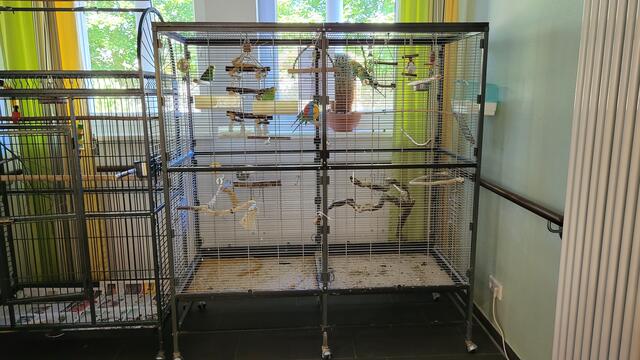 Die Wellensittiche gehören zum Haus, in der Nachbarvoliere ist regelmäßig ein Papagei zu Besuch