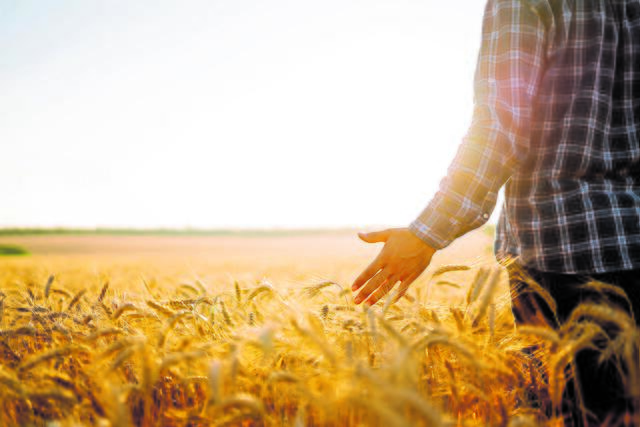 Landwirte produzieren unsere Lebensmittel. Das hat Auswirkungen auf die Umwelt | Foto: AdobeStock / maxbelchenko