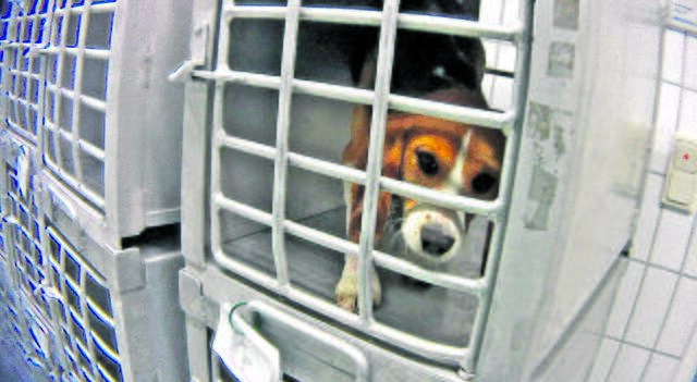 Foto: Soko Tierschutz / Cruelty Free International