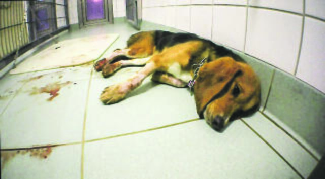 Foto: Soko Tierschutz / Cruelty Free International